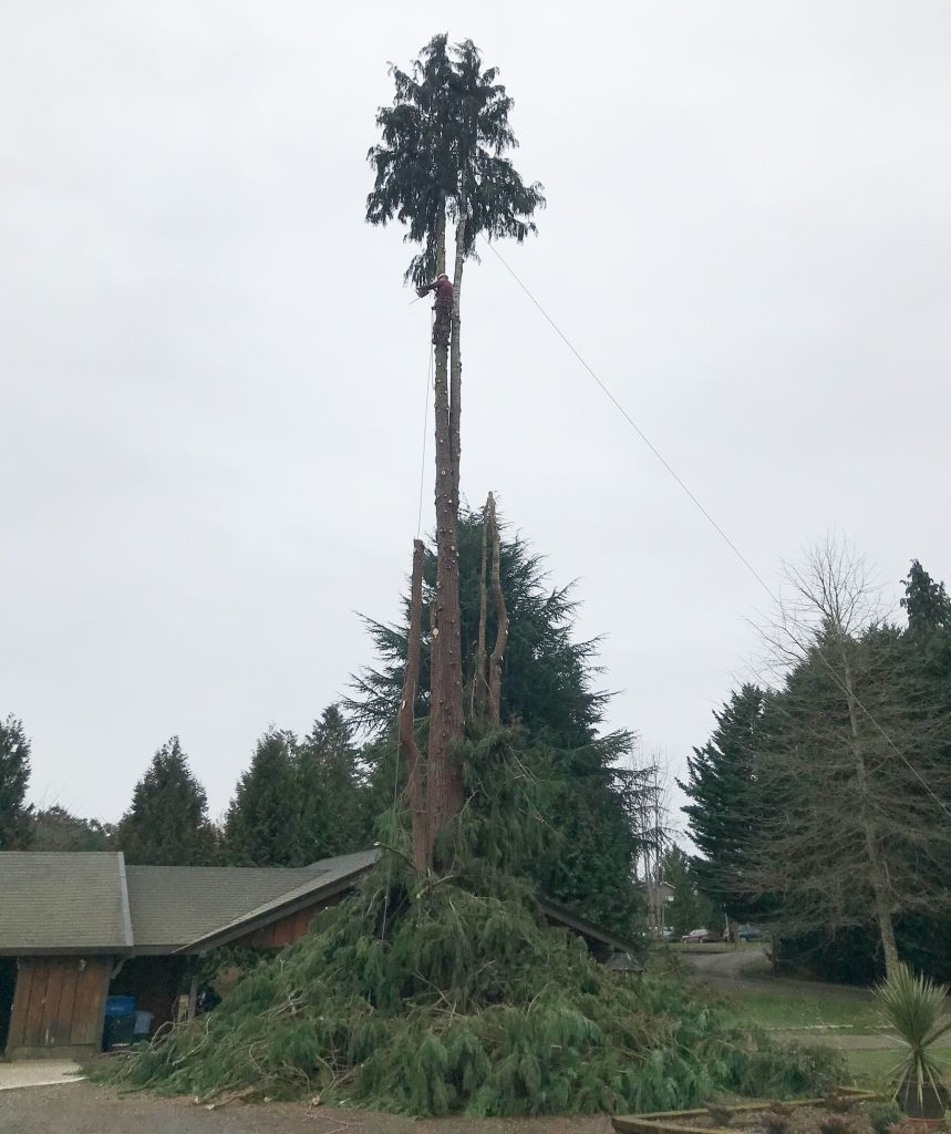 Tree Removal Vancouver Washington