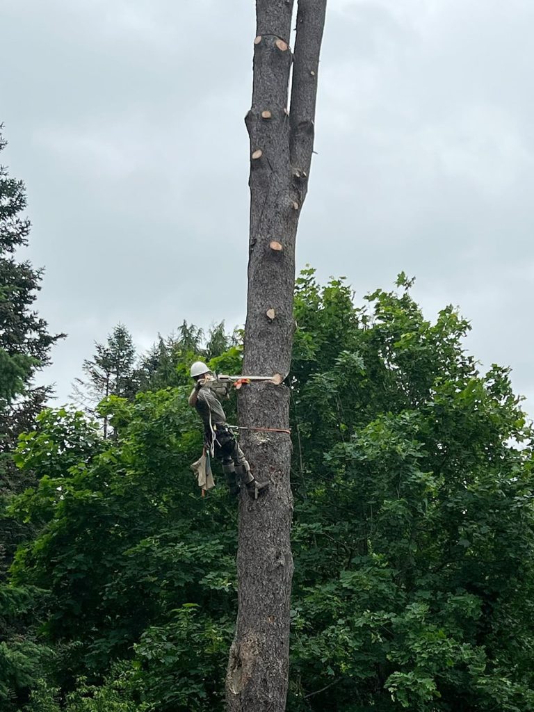 Hazard tree trimmer vancouver washington